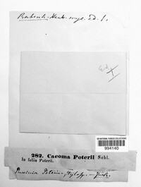 Caeoma poterii image
